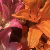 IMG_1006.jpeg