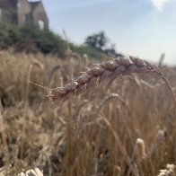 IMG_0998.jpeg