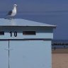 Seagull on guard duty 