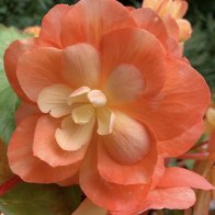 IMG_1021.jpeg