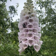 IMG_1017.jpeg