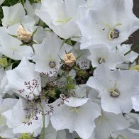 IMG_1018.jpeg