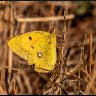 clouded yellow butterfly.