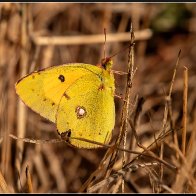 clouded yellow butterfly halved..jpg