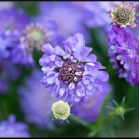 Purple haze 2 halved..jpg