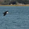Brown Pelican