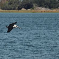 Brown Pelican DSC_0090.jpg