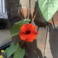 IMG_1011.jpeg