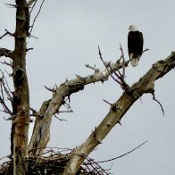 Guarding the Nest.jpeg