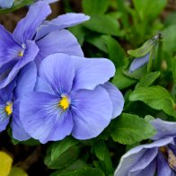Violets April 28 2013 Crofton MD.jpg