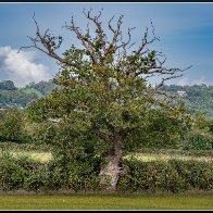 Different oak tree 2 halved..jpg