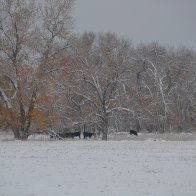 Snow in Colorado.JPG