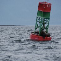 Surfing Seals.JPG