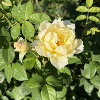 IMG_3594.jpeg