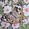 buckeye butterfly