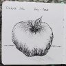 Inktober Day 1 Apple