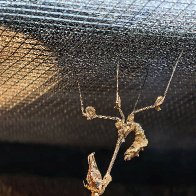 Wandering Violin Mantis.jpg