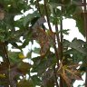 The leaves are turning autumnal 