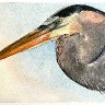 Heron Sky