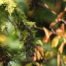 Bluetit enjoying lunch 