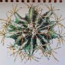 4. Cactus