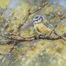 Blue Tit Branches