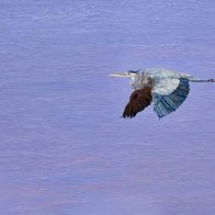 Great Blue Heron2026.jpg