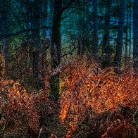 A Forest Fairy-tale filter1.jpg