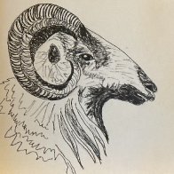 IMG_1412.jpeg