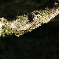 Thick maple branch.JPG