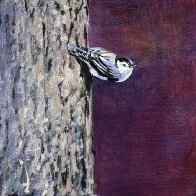RobertPointer_nuthatch2026.jpg