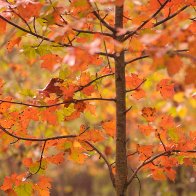 Elsbeere Herbst.jpg