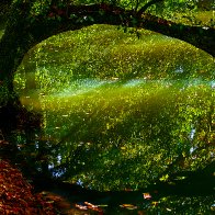 Leaning Over The Pond filter1.jpg