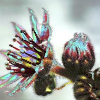 Sempervivum Flower filter2.jpg