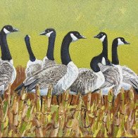 RobertPointerCanadaGeese2026.jpg