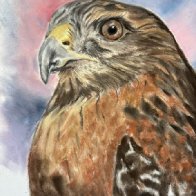 6of30  red shouldered hawk.jpg