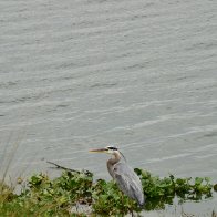 Great Blue Heron, Riverview FL (1).jpg