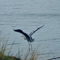 Great Blue Heron, Riverview FL (2).jpg