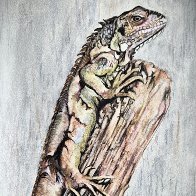iguana.jpg