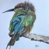 BeeEater8of30.jpg