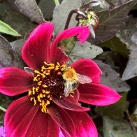 bee  and flower.jpg
