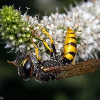 D7500_55565-Edit.jpg