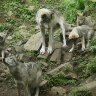 Wolves-OmegaParc