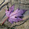 Purple rain