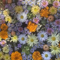 IMG_4356.jpeg