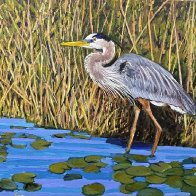 Great Blue Heron2026_2.jpg