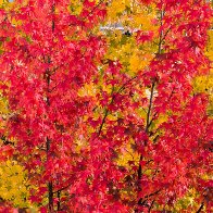 Autumn In The City.jpg