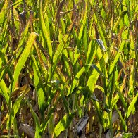 Corn Field In The Draught.jpg