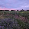Twilight 