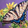 Swallowtail